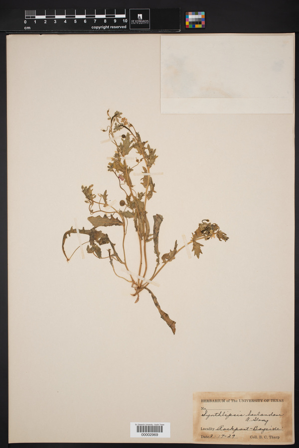 Paysonia lasiocarpa subsp. berlanderii image