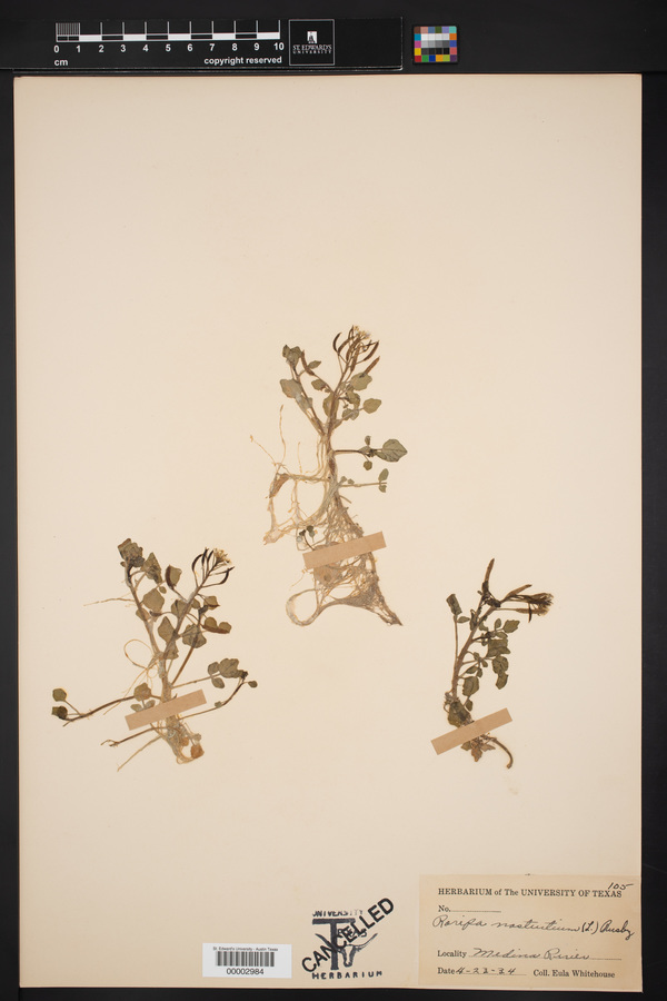 Roripa image