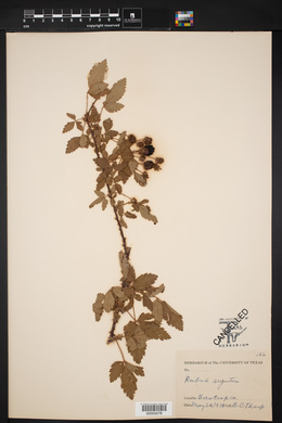 Rubus argutus image