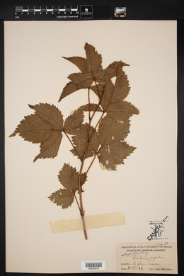 Rubus argutus image