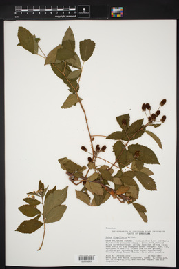 Rubus flagellaris image