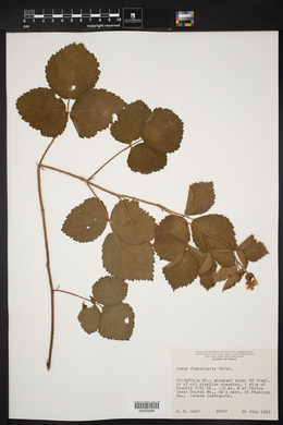 Rubus flagellaris image