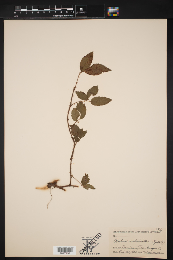 Rubus rubrisetus image