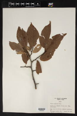 Prunus mexicana image