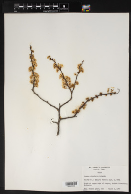 Prunus rivularis image