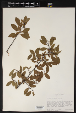 Prunus rivularis image