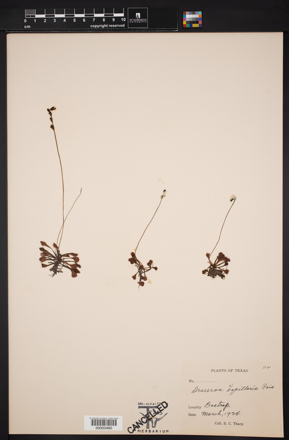 Drosera brevifolia image