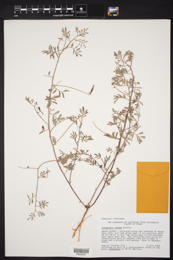 Indigofera texana image