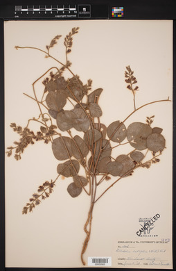 Dolicholus latifolius image