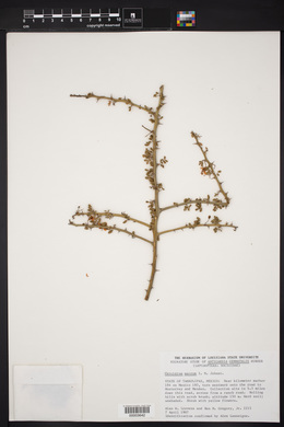 Cercidium macrum image