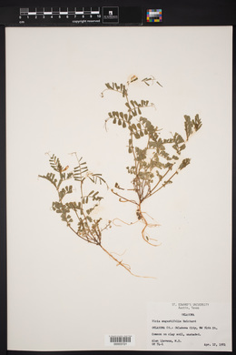 Vicia sativa subsp. nigra image