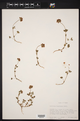 Trifolium bejariense image