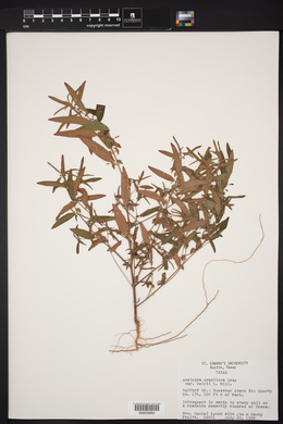 Acalypha gracilens var. delzii image