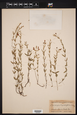 Aspicarpa hyssopifolia image