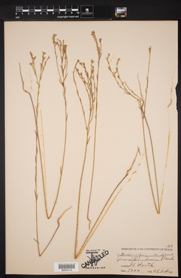 Image of Cathartolinum floridanum