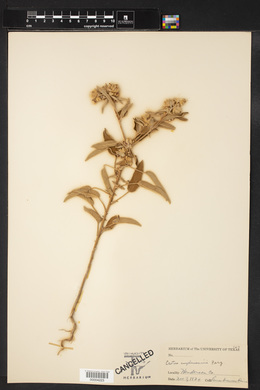 Croton engelmannii image