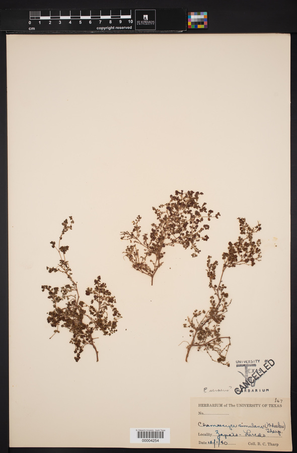 Chamaesyce simulans image