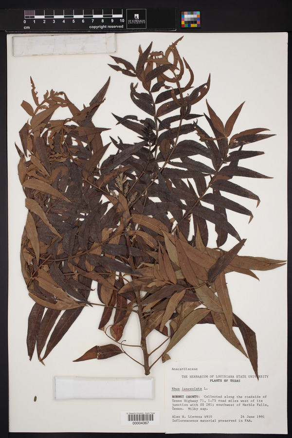 Rhus lanceolata image