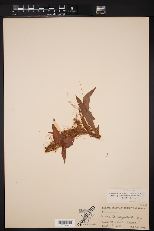 Cuscuta obtusiflora var. glandulosa image