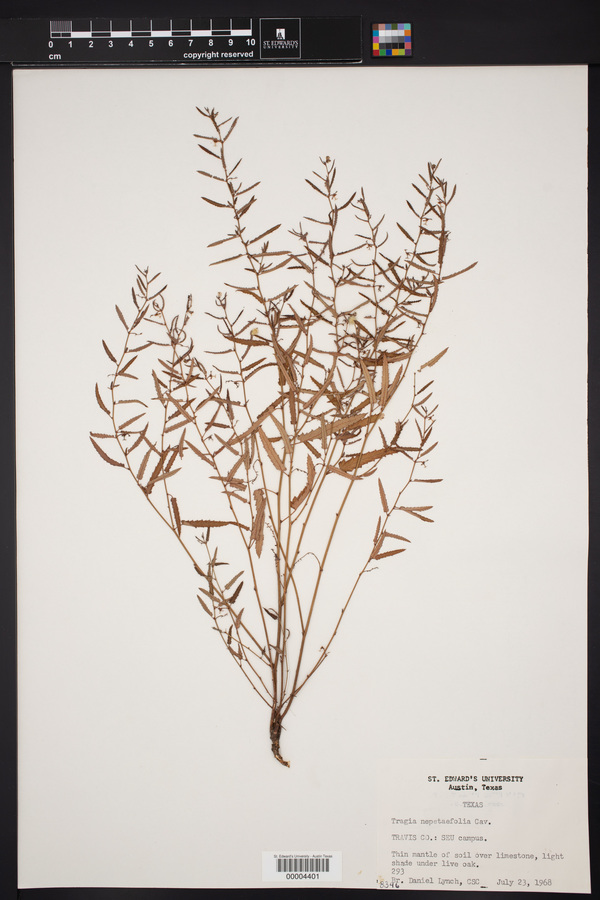 Tragia nepetaefolia image