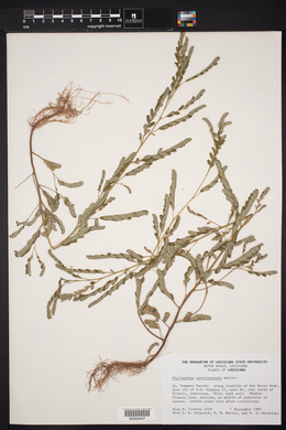 Phyllanthus caroliniensis image