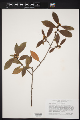 Ilex coriacea image