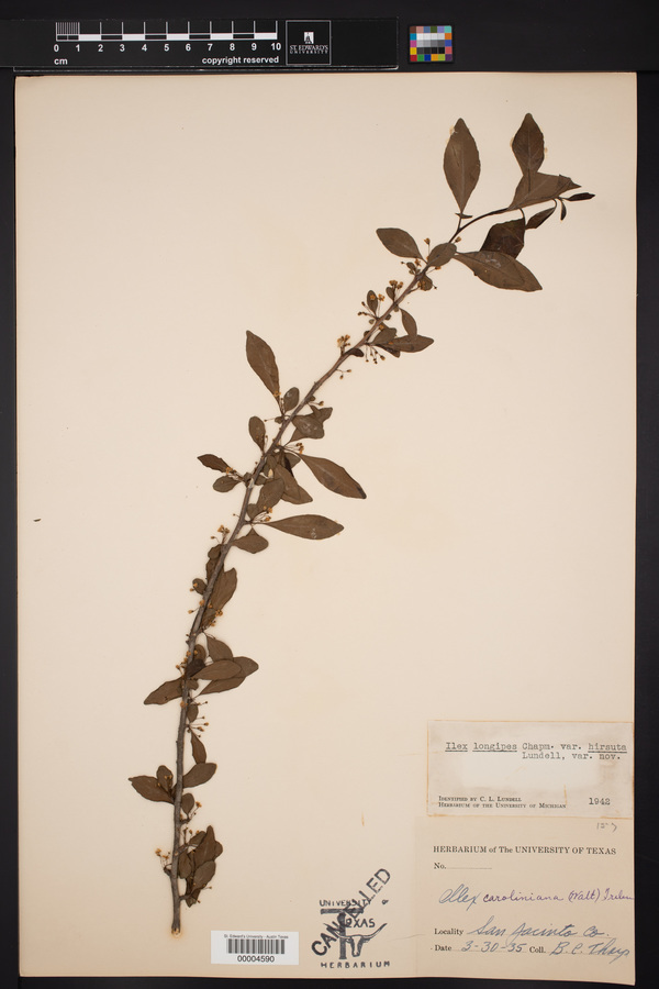 Ilex longipes var. hirsuta image