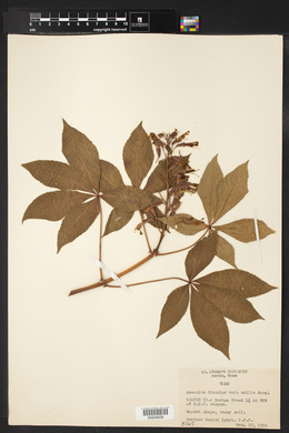 Aesculus discolor image