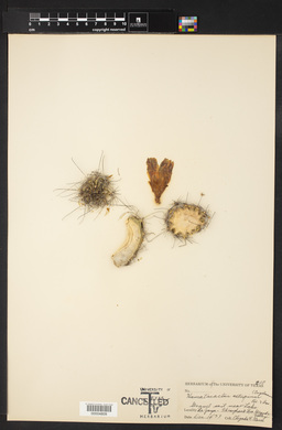 Hamatocactus setispinus image