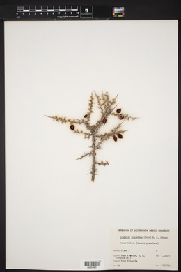 Condalia ericoides image