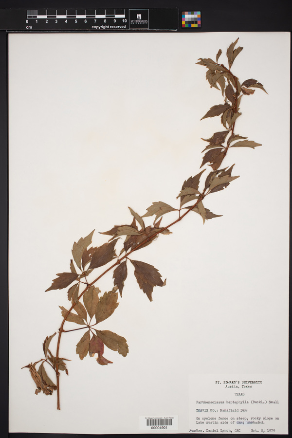 Parthenocissus heptaphylla image