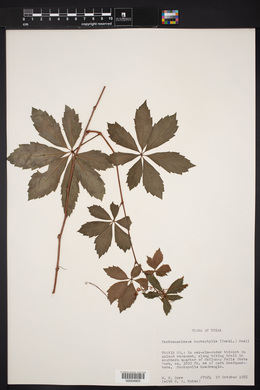 Parthenocissus heptaphylla image