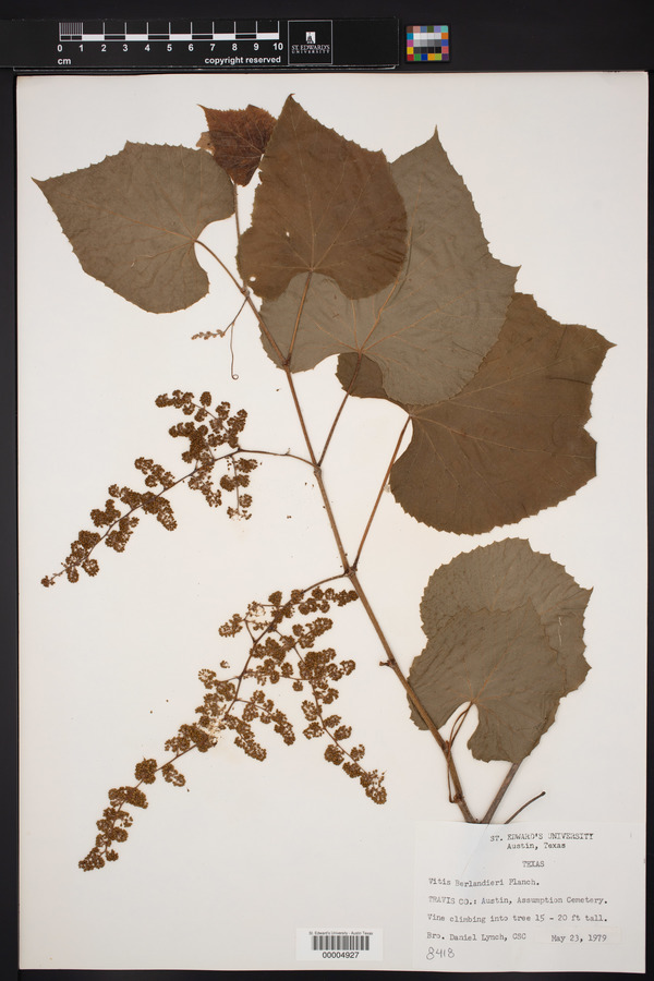 Vitis cinerea var. helleri image