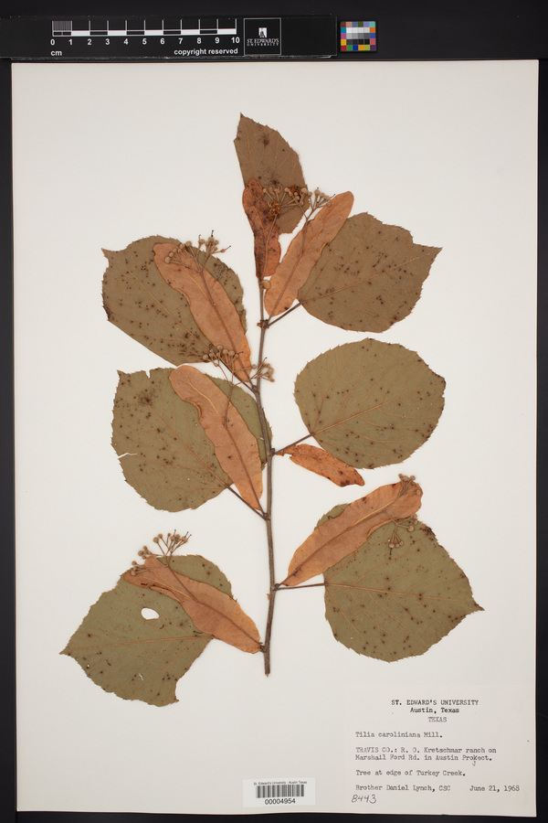 Tilia americana var. caroliniana image