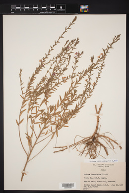 Lythrum lanceolatum image