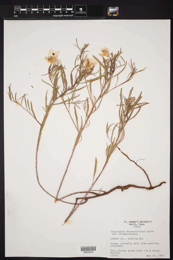 Oenothera berlandieri image