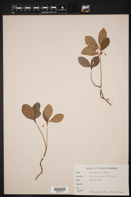 Gaultheria procumbens image