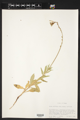 Oenothera suffulta subsp. suffulta image