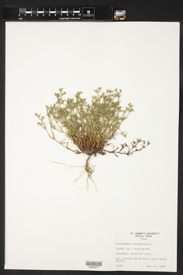 Polypremum procumbens image