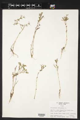 Polypremum procumbens image