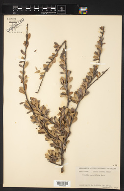 Bumelia angustifolia image