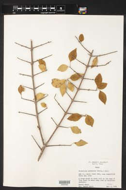 Forestiera acuminata image