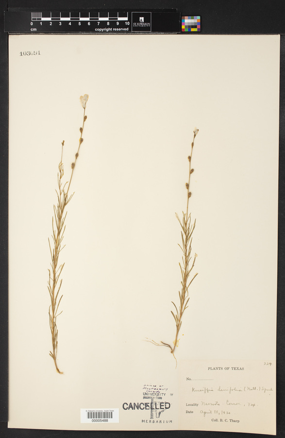 Kneiffia linifolia image