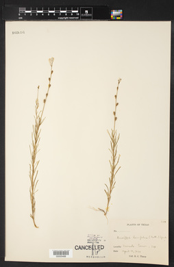 Image of Kneiffia linifolia