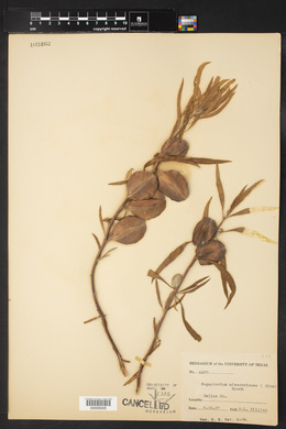 Megapterium missouriense image