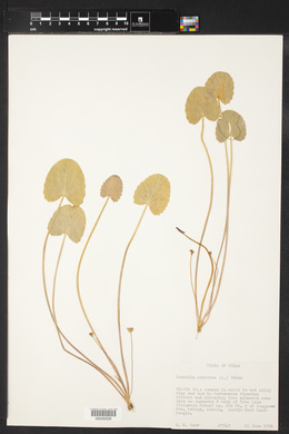 Centella asiatica image