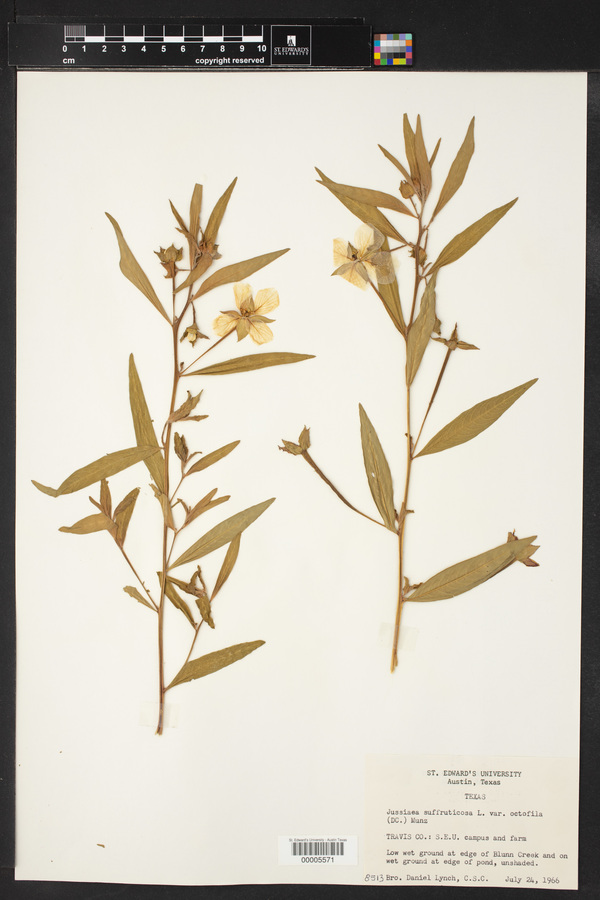 Ludwigia octovalvis subsp. octovalvis image