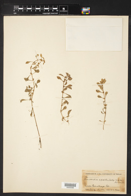 Image of Isnardia spathulata