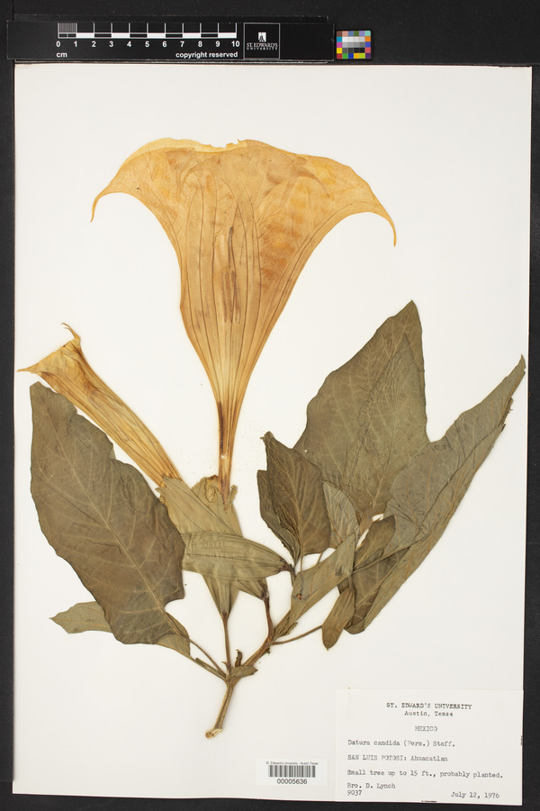 Datura candida image