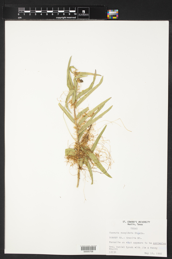 Cuscuta cuspidata image